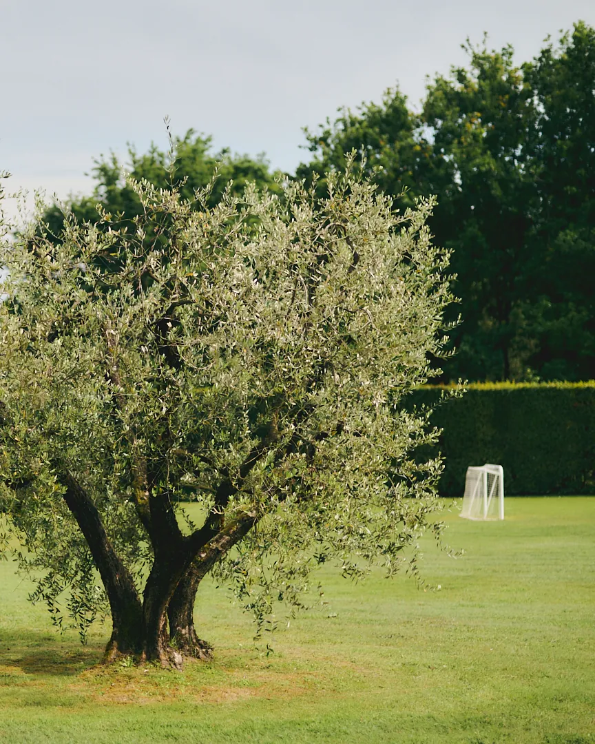Olive tree in the Tuscan garden